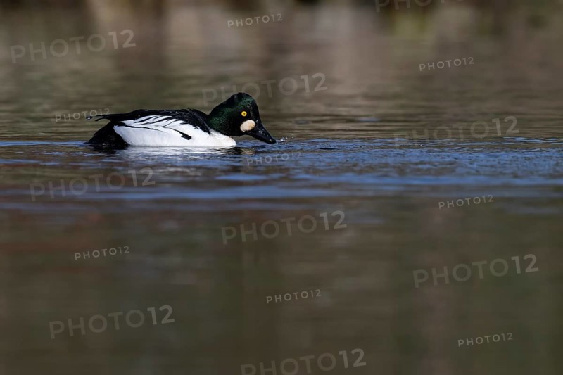 Common goldeneye (Bucephala clangula), Sweden, Europe