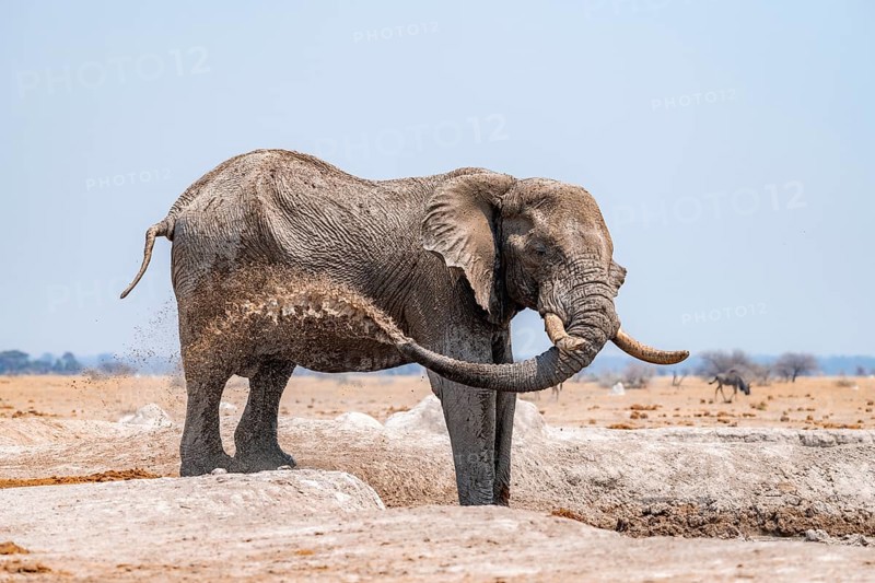 African elephant (Loxodonta africana), bathing at a waterhole, spraying water from its trunk, Nxai Pan National Park, Botswana Botswana