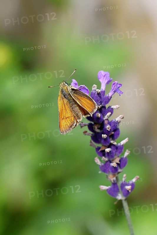 Large skipper (Ochlodes venatus), collecting nectar from a flower of Common lavender (Lavandula angustifolia), close-up, macro photograph, Wilnsdorf, North Rhine-Westphalia, Germany, Europe