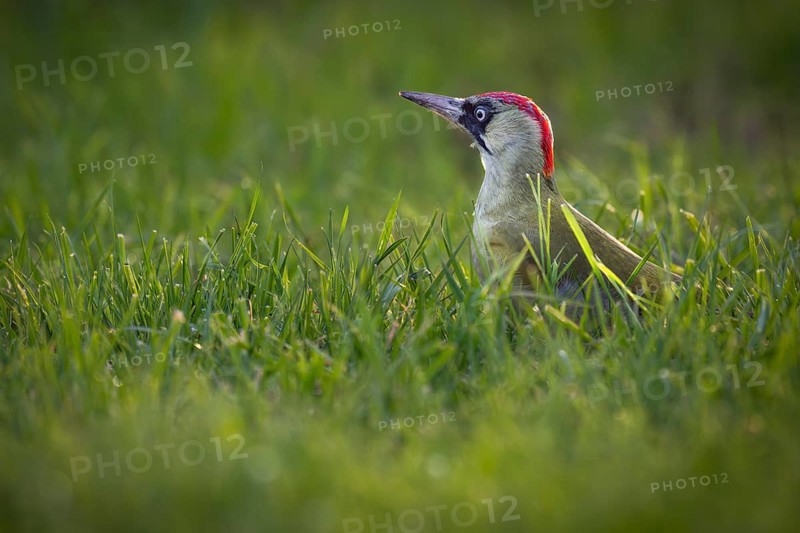 Green woodpecker (Picus viridis), young bird foraging in meadow, Rosensteinpark, Stuttgart, Baden-Württemberg, Germany, Europe