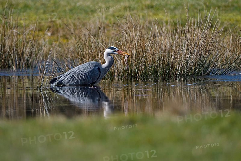 Grey heron (Ardea cinerea), hunting, with captured Common Frog, Dingdener Heide nature reserve, North Rhine-Westphalia, Germany, Europe