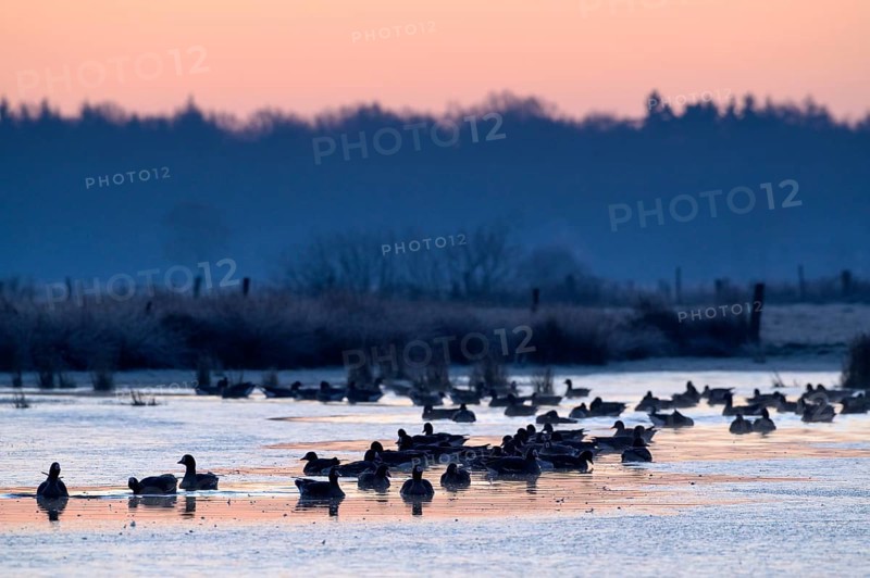 White-fronted Goose (Anser albifrons), at roost, in front of sunrise, dusk, morning, Dingdener Heide Nature Reserve, North Rhine-Westphalia, Germany, Europe
