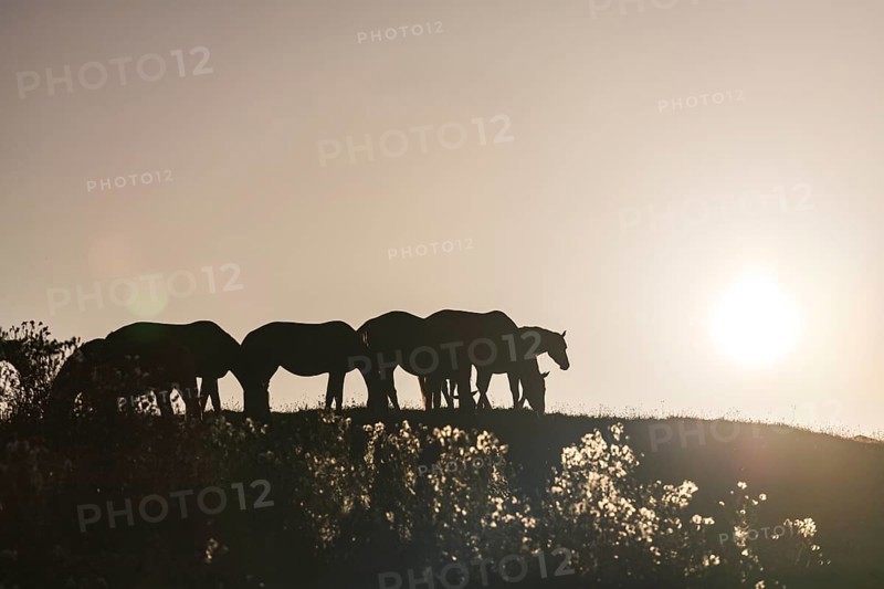 Horses standing in a meadow, herd of horses, warmbloods, morning light, summer, backlight, Schwaiganger Stud Farm, Bavaria, Germany, Europe