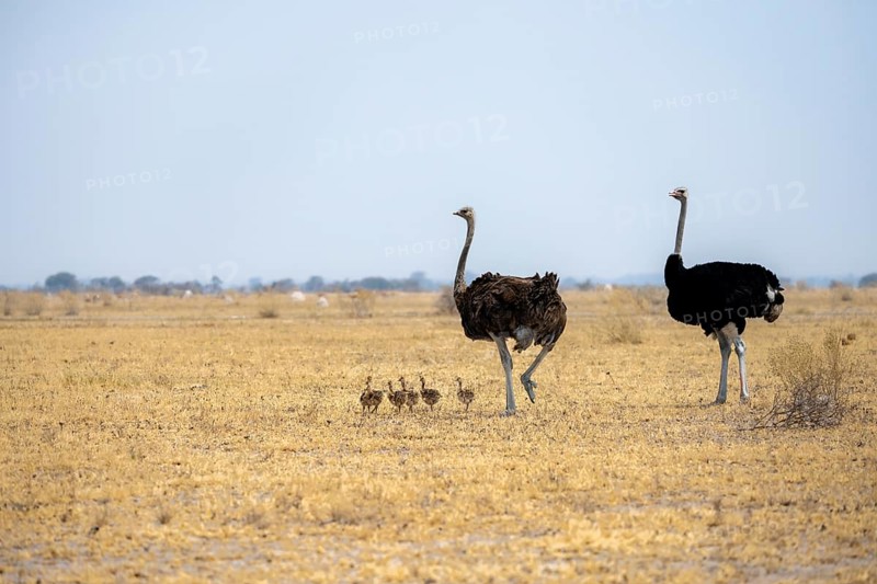 Common ostrich (Struthio camelus), adult female and male with six young, chicks, animal family, African savannah, Nxai Pan National Park, Botswana, Africa
