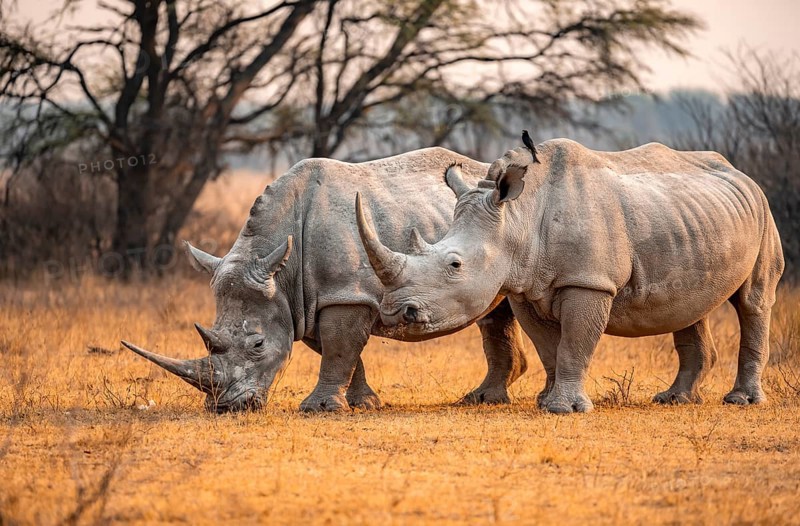 Southern white rhinoceros (Ceratotherium simum simum), two rhinos in the evening light, Khama Rhino Sanctuary, Serowe, Botswana, Africa