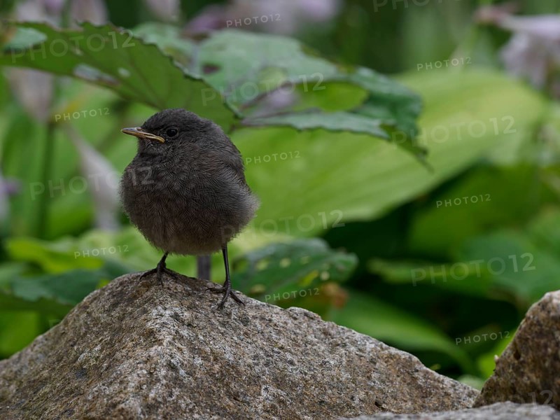 A black redstart chickadee (Phoenicurus ochruros) sitting on a stone, garden, Upper Franconia, Germany, Europe