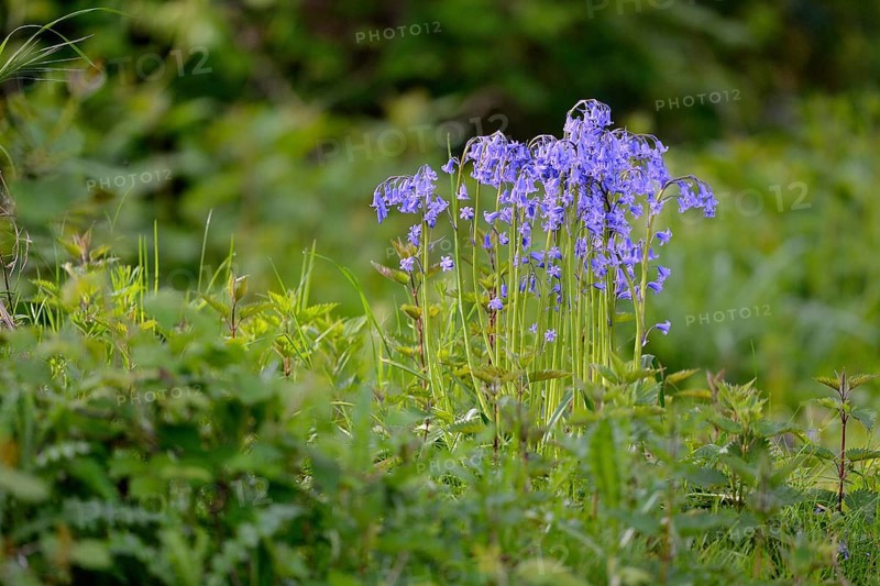 Flowering wood hyacinth (Hyacinthoides non-scripta), Lower Rhine, North Rhine-Westphalia, Germany, Europe
