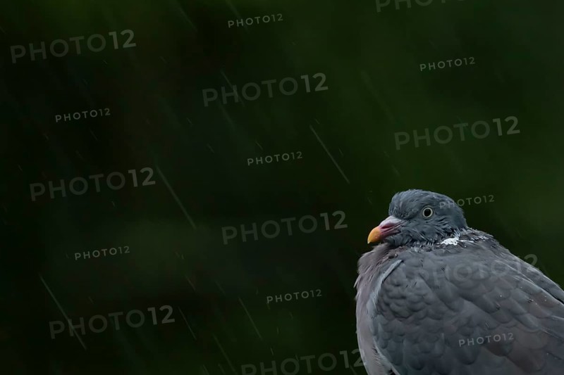Wood pigeon (Columba palumbus) adult bird soaking wet in a rain storm, England, United Kingdom, Europe