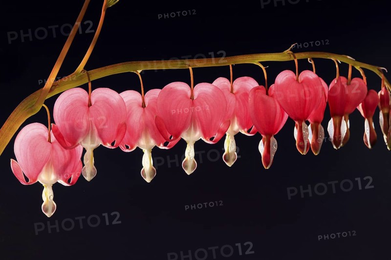Bleeding heart (Lamprocapnos (Lamprocapnos spectabilis) (Dicentra spectabilis) spectabilis)