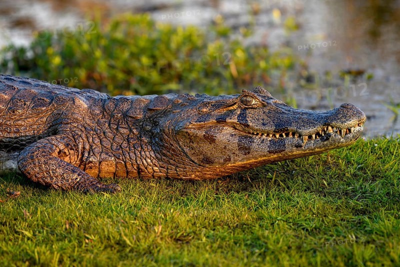 Yacare caiman (Caiman yacare), near Cambyretá, Esteros del Iberá, Corrientes Province, Argentina, South America