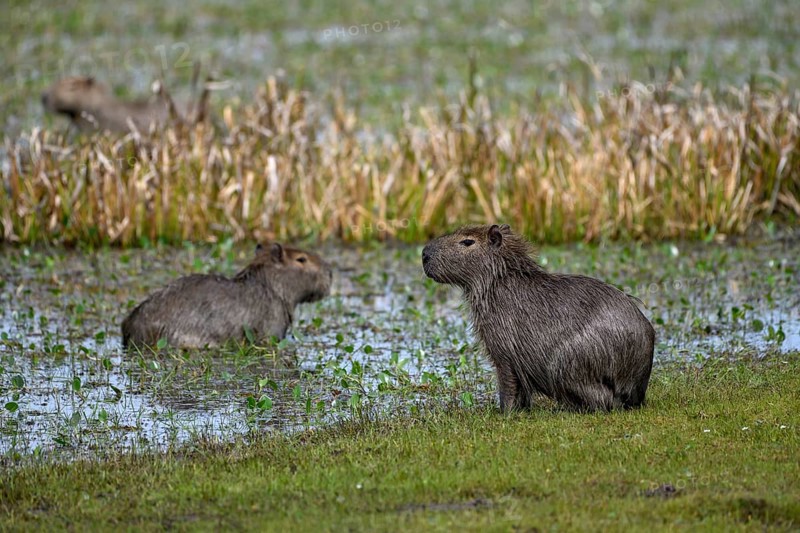 Capybaras (Hydrochoerus hydrochaeris), Cambyretá, Esteros del Iberá, Corrientes Province, Argentina, South America