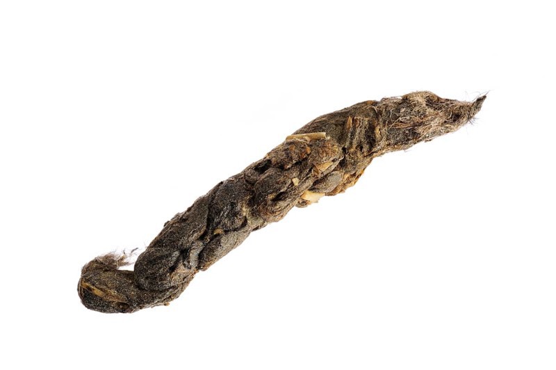 Stoat (Mustela erminea) Close-up of faeces with bone fragments and hair on white background