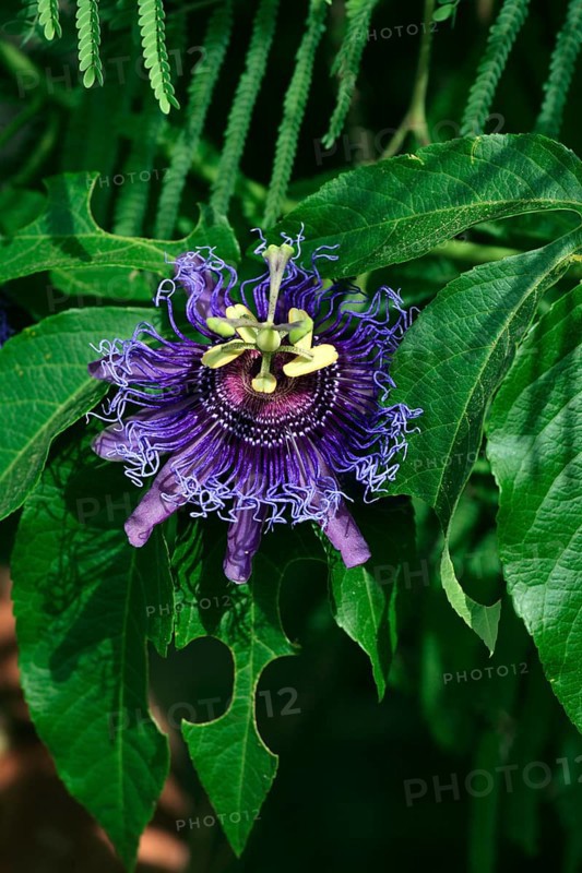 Maypop (Passiflora incarnata), Arizona, USA, Passion Flower, Passion Vine Flower, North America