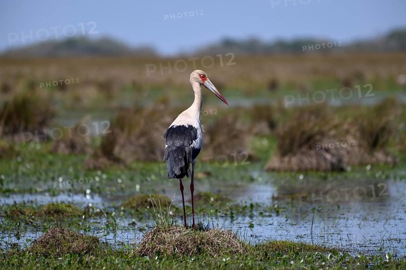 Maguari stork (Ciconia maguari), Cambyretá, Esteros del Iberá, Corrientes Province, Argentina, South America
