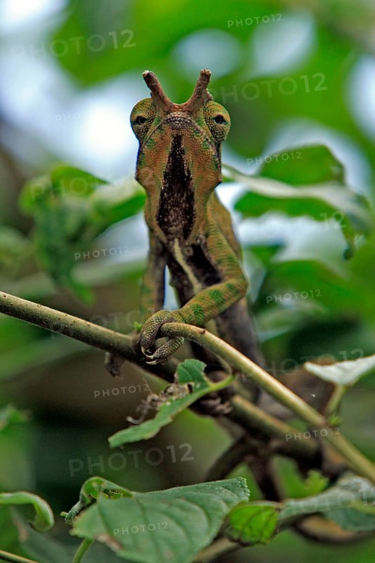 Two-banded chameleon (Furcifer balteatus), male, Magadascar
