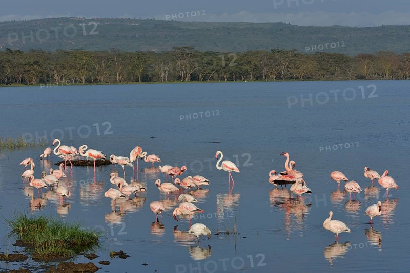 Lesser Flamingo (Phoenicopterus minor), flock of flamingoes in Lake Nakuru, Lake Nakuru National Park, near Nakuru, Rift Valley Province, Kenya, Africa