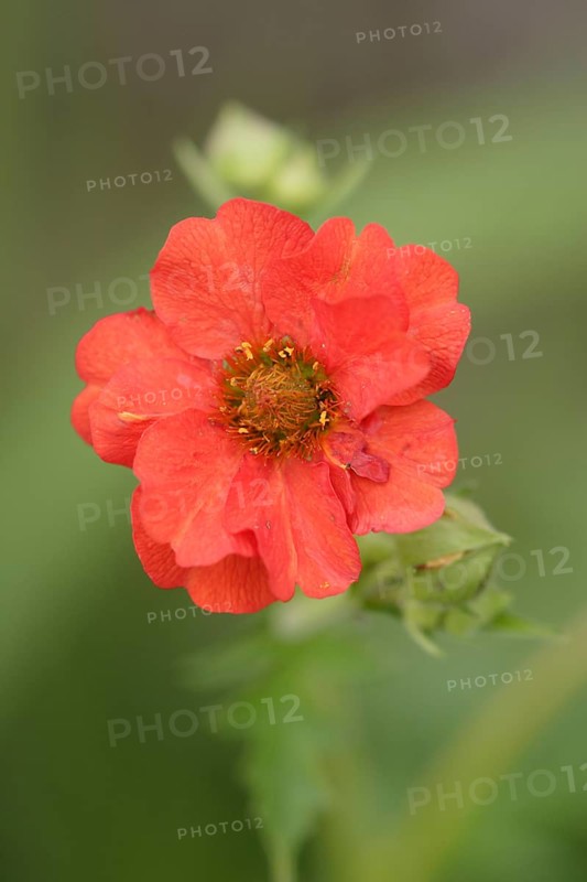 Avens (Geum coccineum)
