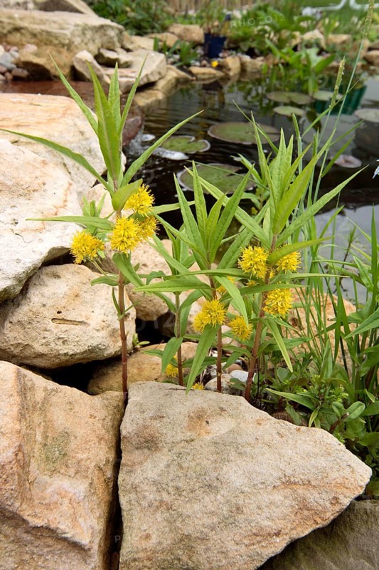Tufted loosestrife (Lysimachia thyrsiflora)