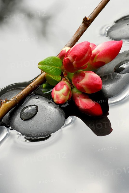 Chaenomeles japonica (Chaenomeles japonica), branch with flowers on stones in water, plum blossoms, blood plum