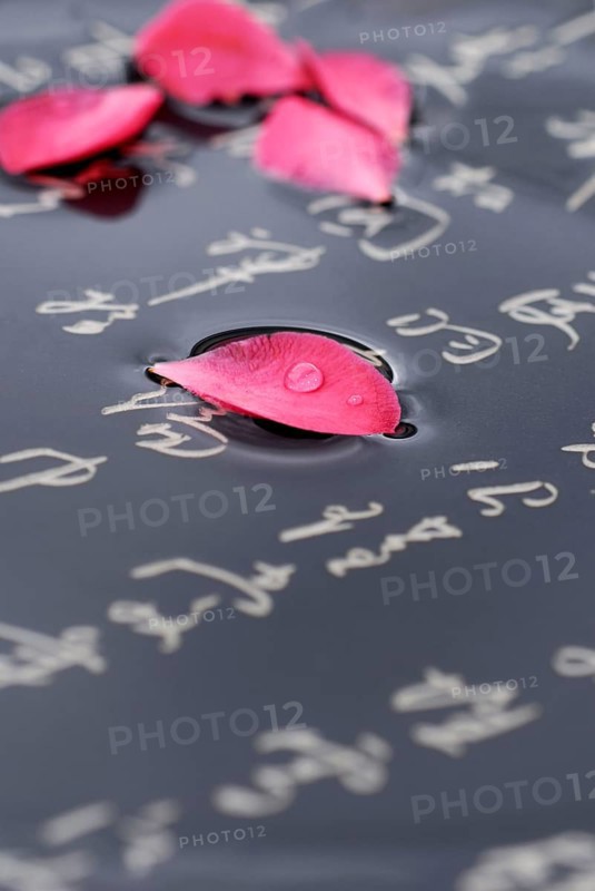 Camellia, petals and Japanese (Camellia japonica) characters