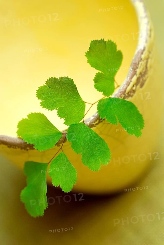 Maidenhair Fern (Adiantum raddianum)