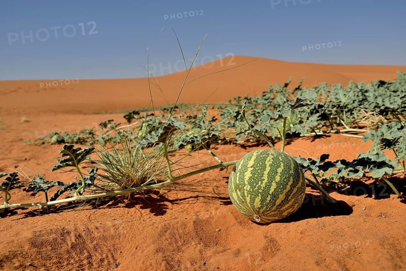 Desert melon in front of a dune, Bayuda Desert, asch-Schamaliyya, Sudan, Africa