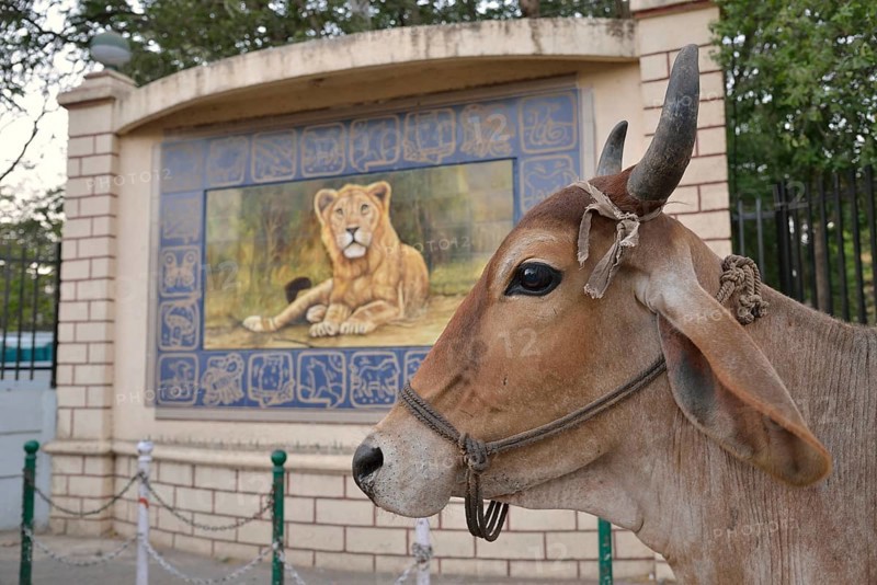 Cattle in front of a lion picture, Asiatic Lion, outside the headquarters of the Forestry Commission, Gir Forest National Park, Gir Sanctuary, Sasan Gir, Gujarat, India, Asia