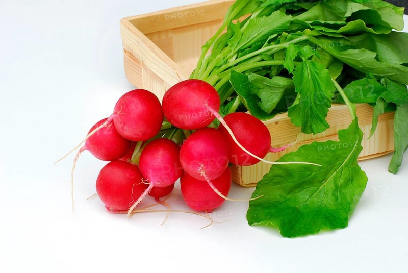 Radish (Raphanus sativus var. sativus)