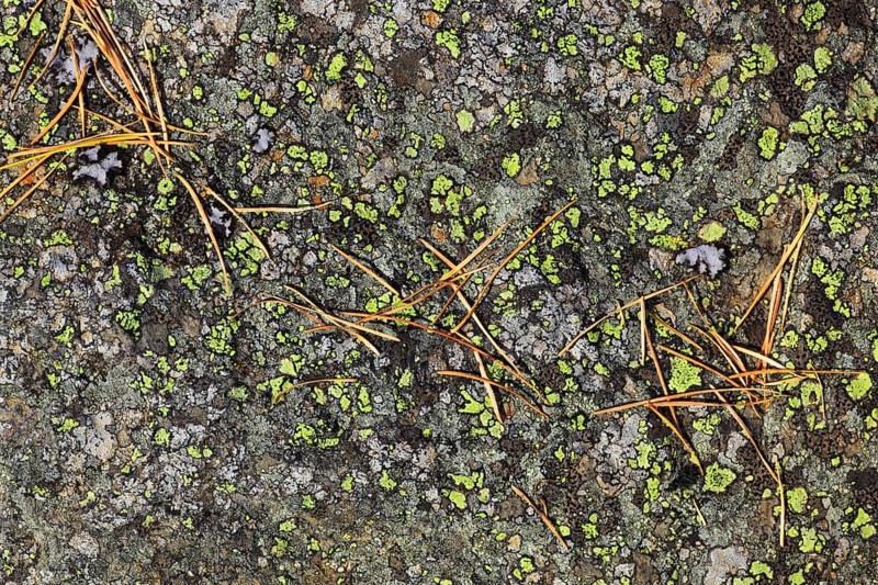 Pine needles, Switzerland, Europe