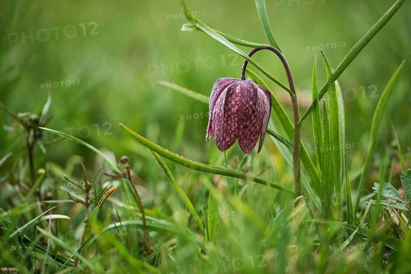 Fritillary, snake's head fritillary or chess flower (Fritillaria meleagris), Austria, Europe