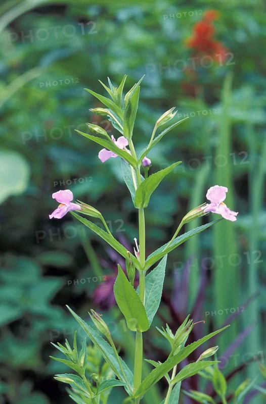 Allegheny Monkey Flower (Mimulus ringens)