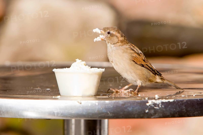 House Sparrow (Passer domesticus), female on table in cafeteria garden, Northumberland, England, whipped cream