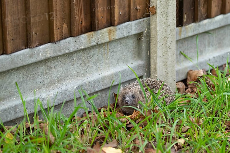 European hedgehog (Erinaceus europaeus) adult next to a concrete based wooden garden fence, Suffolk, England, United Kingdom, Europe