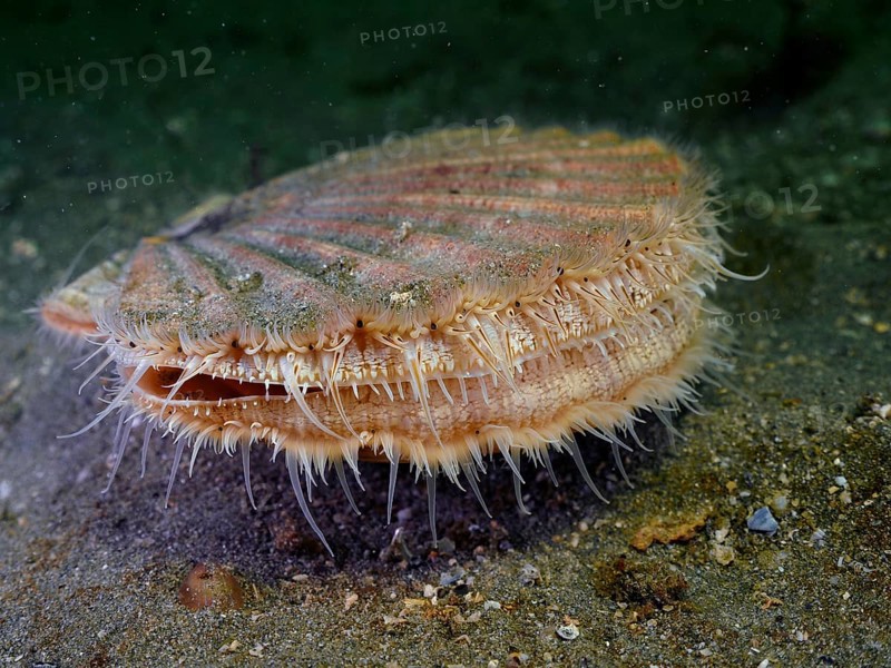 Scallop (Pecten maximus), underwater, Rinvyle dive site, Co. Galway, Irish Sea, North Atlantic, Ireland, Europe