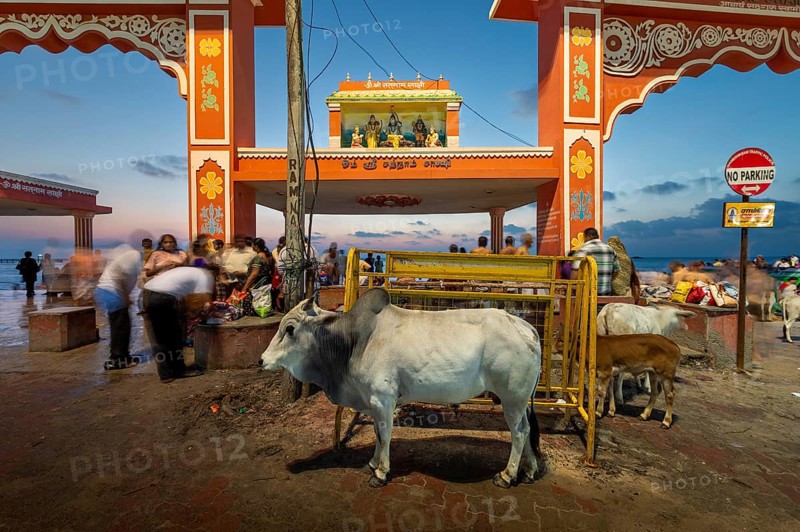 Sacred cow at Ghat Agni Theertham in front of sunrise, Rameswaram, Pamban Island, Tamil Nadu, India, Asia
