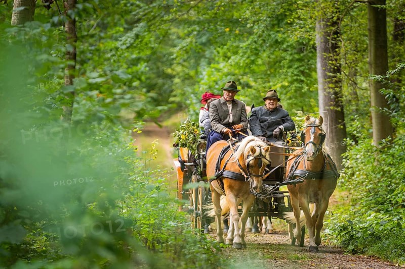 Presentation and route ride, all carriages in stylish tension, popular sporting event over approx. 30 km. An event organised by Reit- und Fahrverein Moritzburg e.V., 29th Moritzburger Teichrundfahrt, Moritzburg, Saxony, Germany, Europe