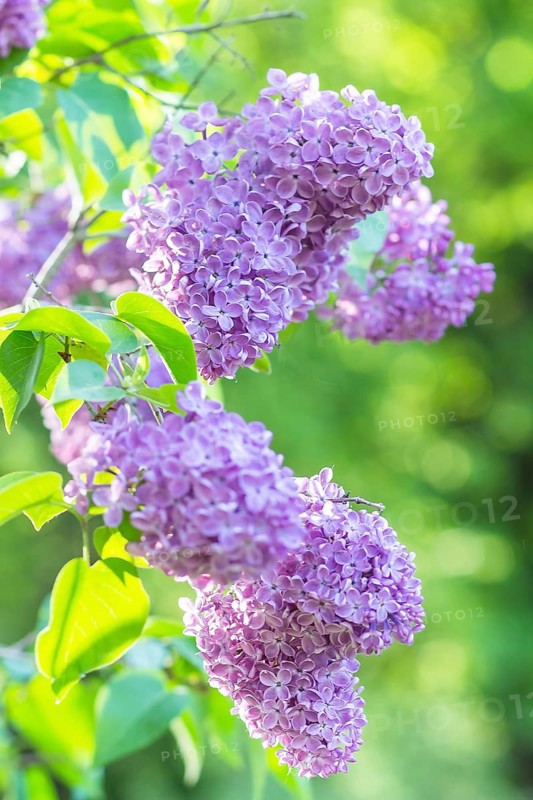 Blooming lilac in the botanical garden in spring