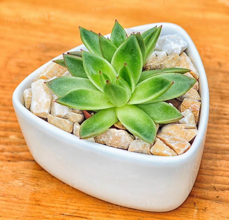 Beautiful little plant, succulent in a small ceramic flower pot with decorative stones