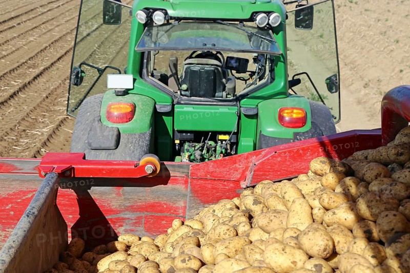 Agriculture potato harvesting
