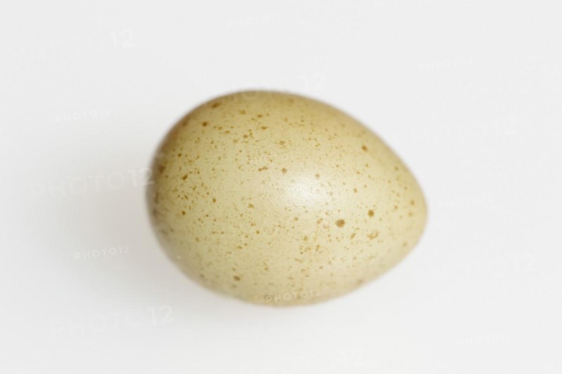 Chinese dwarf quail (Synoicus chinensis, Coturnix chinensis), egg, quail egg on white background