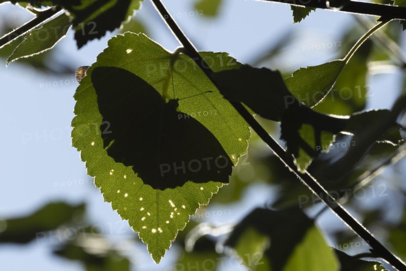Silver-washed fritillary (Argynnis paphia) butterfly resting on a Hazel tree leaf in a woodland silhouette from underneath, Suffolk, England, United Kingdom, Europe