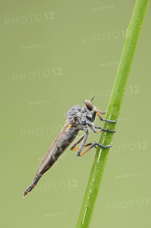 Common awl robberfly (Neoitamus cyanurus), female, North Rhine-Westphalia, Germany, Europe