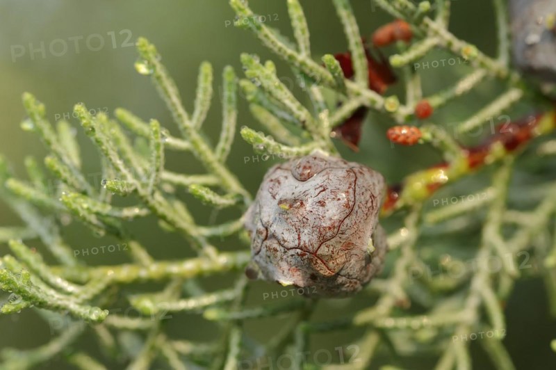 Arizona cypress (Cupressus arizonica), cones, ornamental tree, North Rhine-Westphalia, Germany, Europe