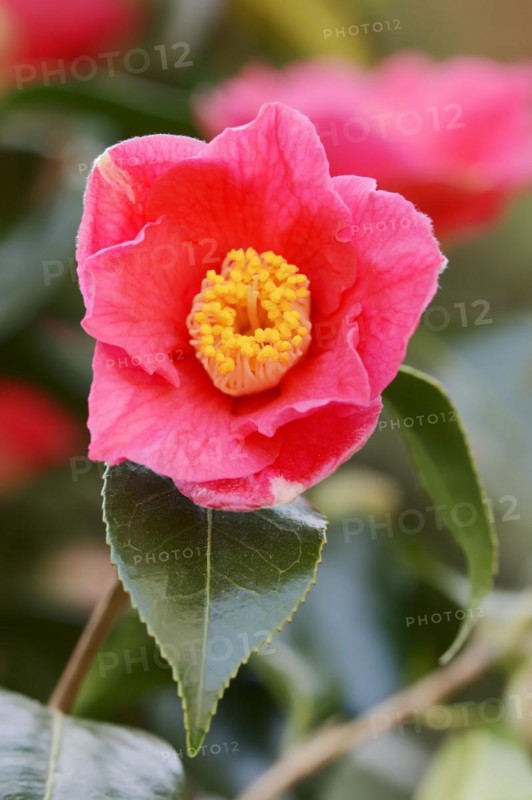 Japanese camellia (Camellia japonica), flower, ornamental plant, North Rhine-Westphalia, Germany, Europe