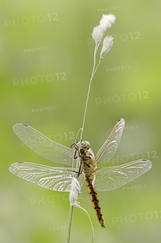 Black-tailed skimmer (Orthetrum cancellatum), female, North Rhine-Westphalia, Germany, Europe