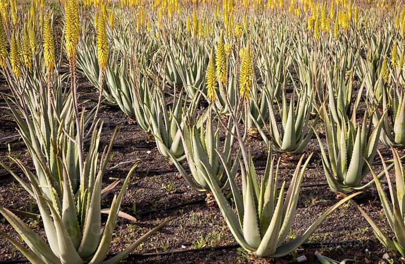 Aloe vera plants growing in field, Oliva, Fuerteventura, Canary Islands, Spain, Europe