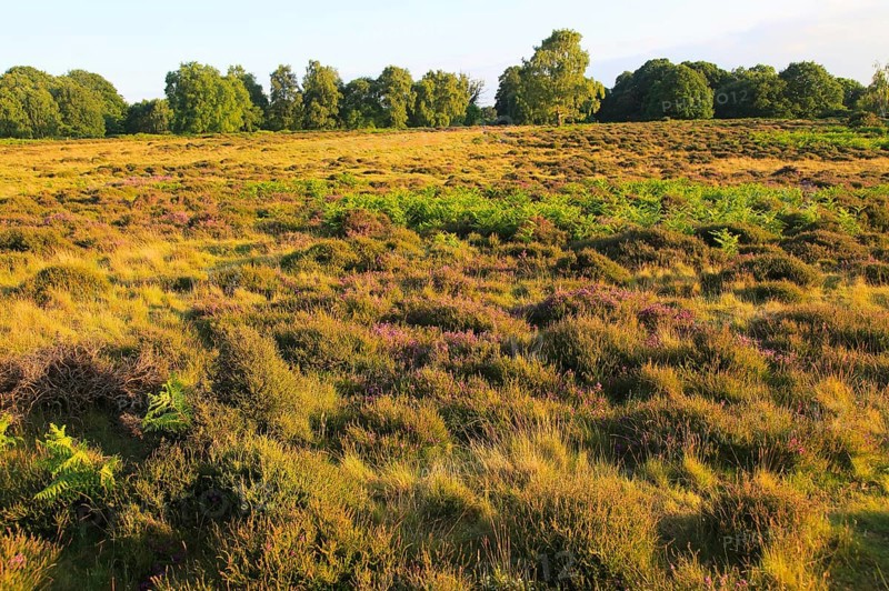 Heather and bracken on heathland, Suffolk Sandlings, near Shottisham, England, UK