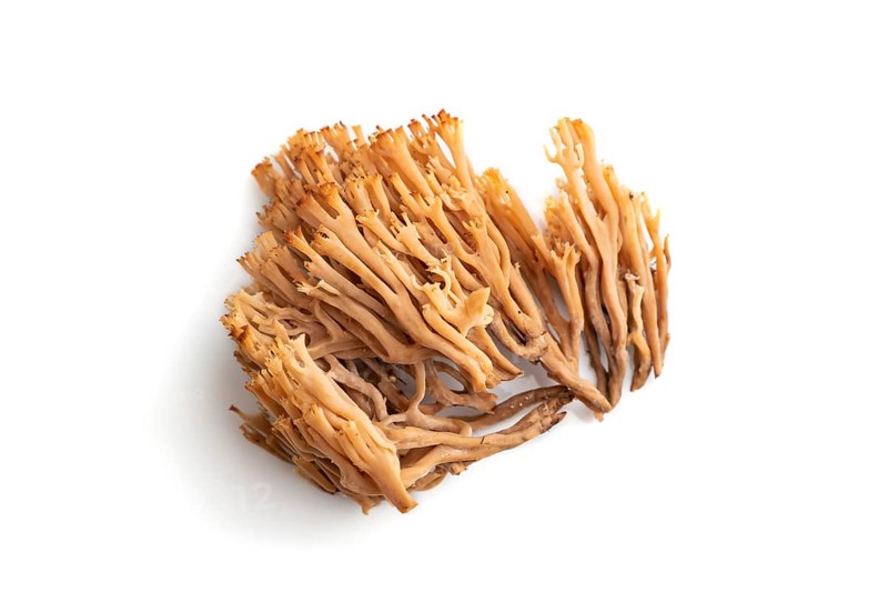 Clavaria (coral mushroom) isolated on white background. Top view, flat lay, close up