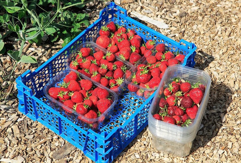 Freshly picked strawberries vegetable garden, Sissinghurst castle gardens, Kent, England, UK