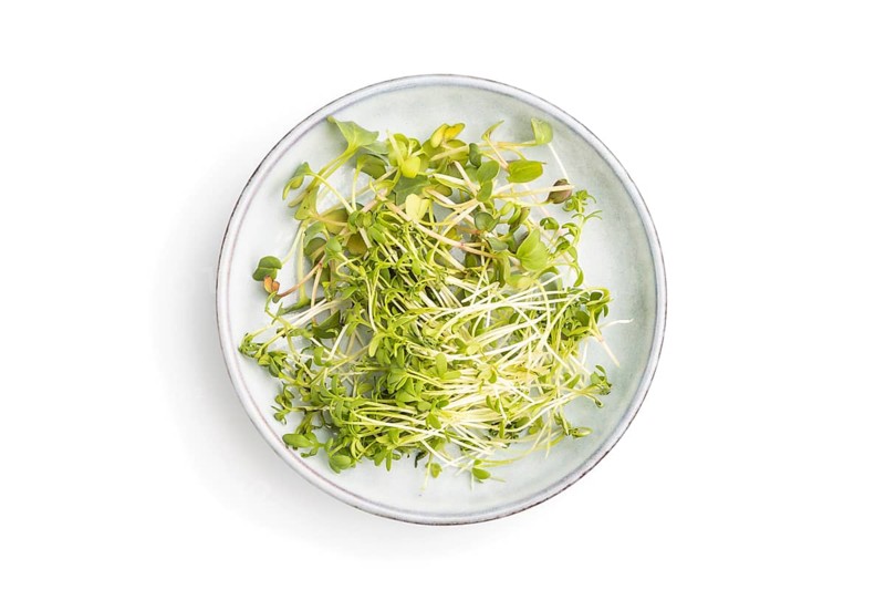 Ceramic plate with microgreen sprouts of radish and cress isolated on white background. Top view, close up